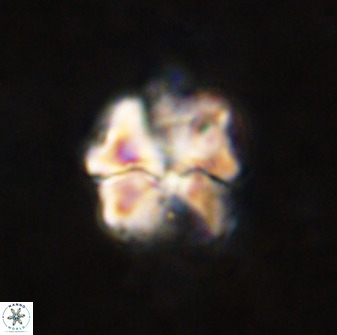 Diantholitina mariposa 50462