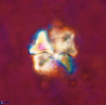 Diantholitina mariposa 50463