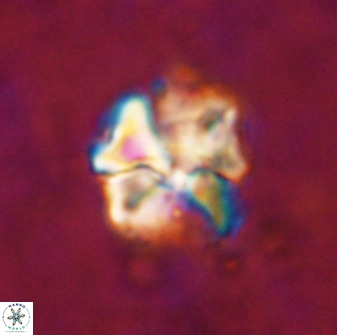 Diantholitina mariposa 50463