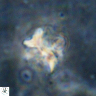 Diantholitina mariposa 50474
