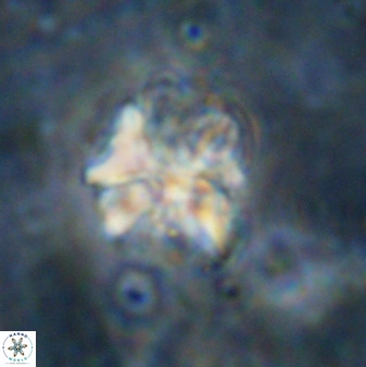 Diantholitina mariposa 50475