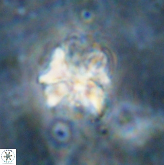 Diantholitina mariposa 50476