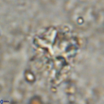Diantholitina mariposa 50470