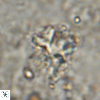Diantholitina mariposa 50470