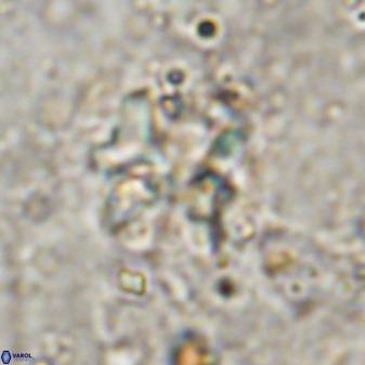Diantholitina mariposa 50472