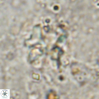 Diantholitina mariposa 50472