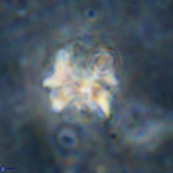 Diantholitina mariposa 50473