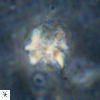 Diantholitina mariposa 50473