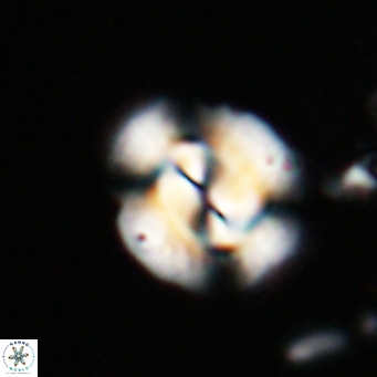 Dictyococcites bisectus VR 027902