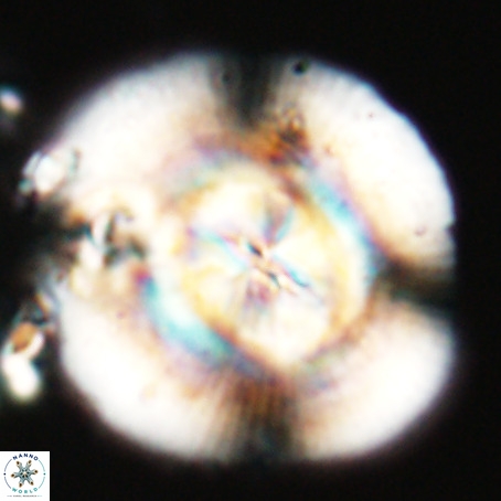 Dictyococcites burnsii VR 027926