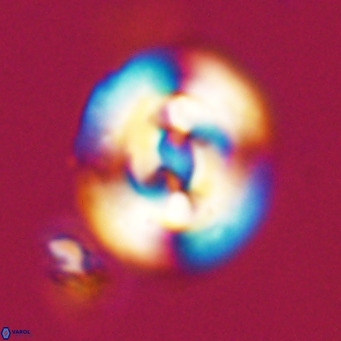 Dictyococcites filewiczii VR 31945