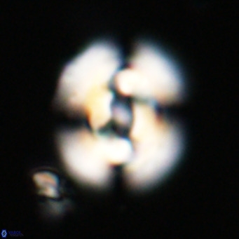 Dictyococcites filewiczii VR 31946