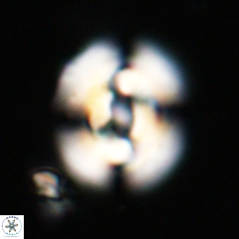 Dictyococcites filewiczii VR 31946