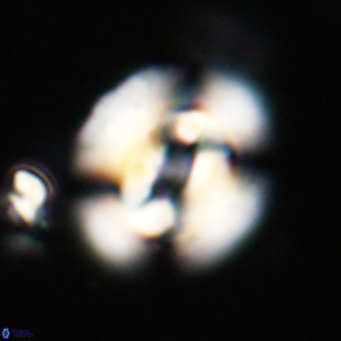 Dictyococcites filewiczii VR 31947