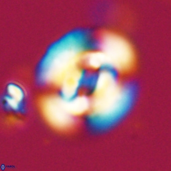 Dictyococcites filewiczii VR 31948