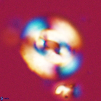 Dictyococcites filewiczii VR 31949