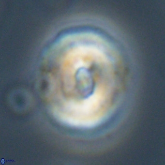 Dictyococcites filewiczii VR 31954