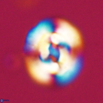 Dictyococcites filewiczii VR 31957