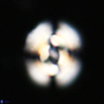 Dictyococcites filewiczii VR 31958