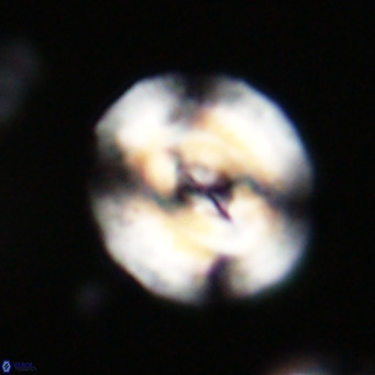 Dictyococcites filewiczii VR 31959
