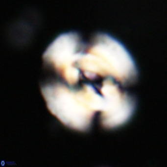 Dictyococcites filewiczii VR 31950