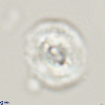 Dictyococcites filewiczii VR 31951