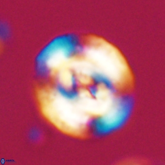 Dictyococcites filewiczii VR 31960