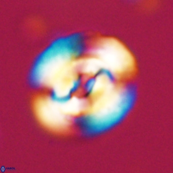 Dictyococcites filewiczii VR 31961