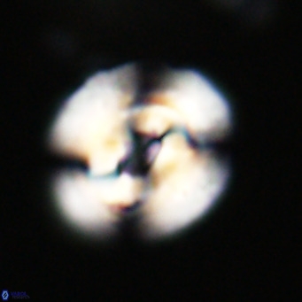 Dictyococcites filewiczii VR 31962