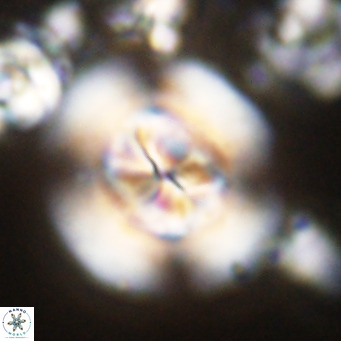 Dictyococcites stavensis VR 024542