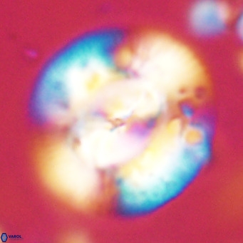 Dictyococcites stavensis VR 29365