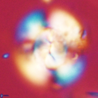 Dictyococcites stavensis VR 29366