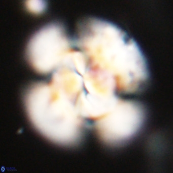 Dictyococcites stavensis VR 29368