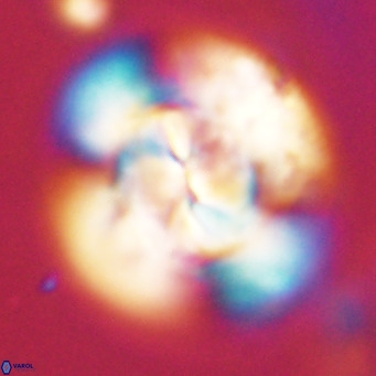 Dictyococcites stavensis VR 29369