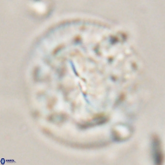 Dictyococcites stavensis VR 29370