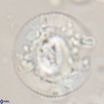 Dictyococcites stavensis VR 29371