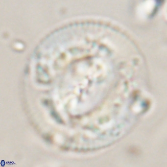 Dictyococcites stavensis VR 29372