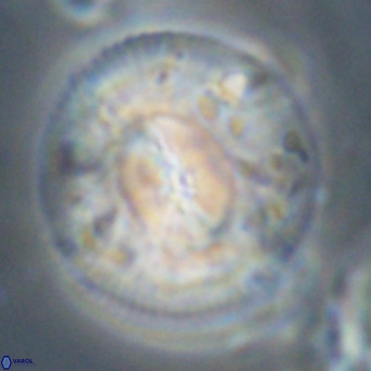 Dictyococcites stavensis VR 29376