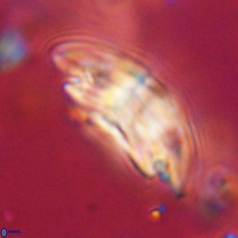Dictyococcites stavensis VR 29377