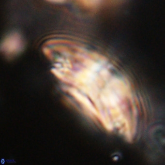 Dictyococcites stavensis VR 29378