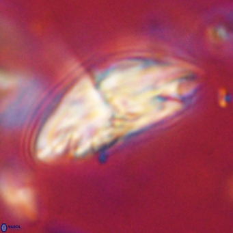 Dictyococcites stavensis VR 29381