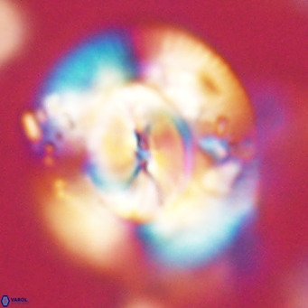 Dictyococcites stavensis VR 29384