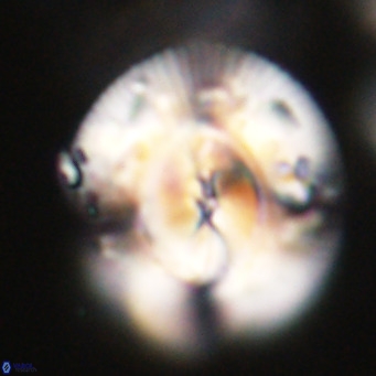 Dictyococcites stavensis VR 29388