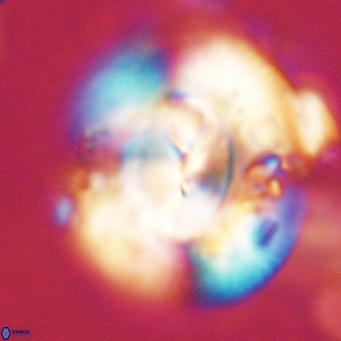 Dictyococcites stavensis VR 29391