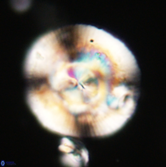 Dictyococcites stavensis VR 33264