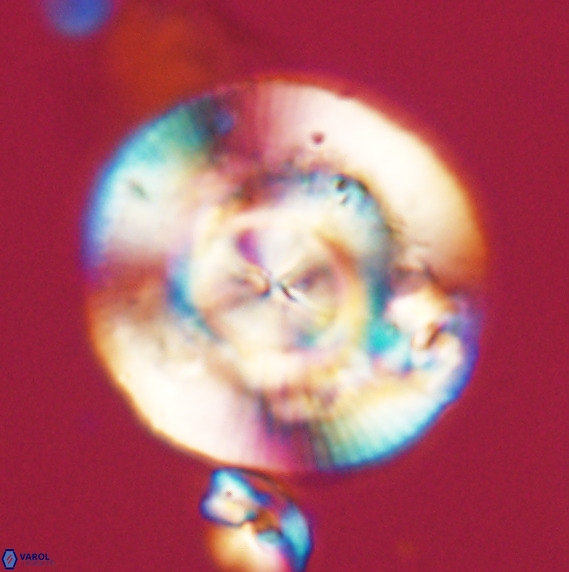 Dictyococcites stavensis VR 33265