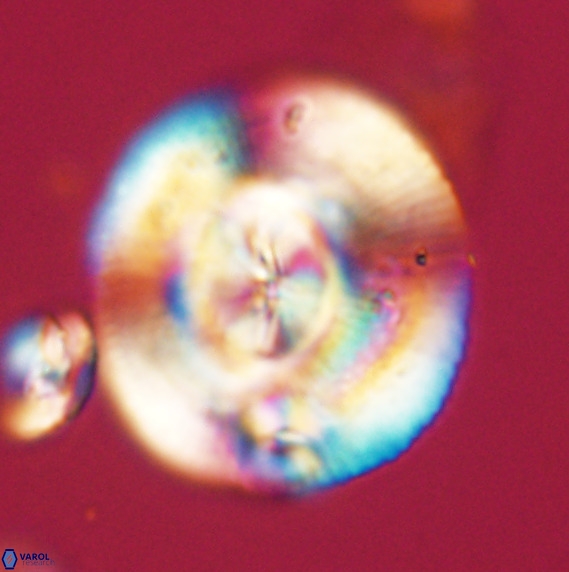 Dictyococcites stavensis VR 33266