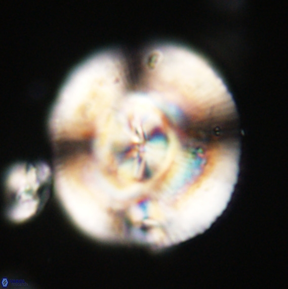 Dictyococcites stavensis VR 33267