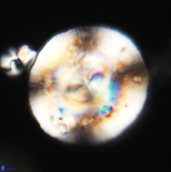Dictyococcites stavensis VR 33268