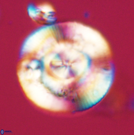 Dictyococcites stavensis VR 33270